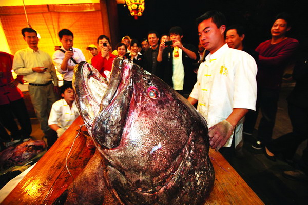 543斤大鱼一天入腹+汕尾罕见巨型龙趸鱼运来
