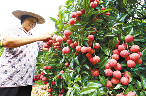 从化"荔枝节"吃得好玩得欢·广东新闻·珠江三角洲·南方新闻网