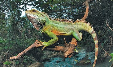 山野常见绿色大蜥蜴 台湾官方开展"猎龙计划"     向高世说,绿水龙