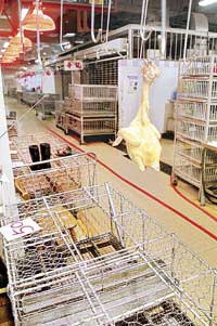 南方网:全面休市 香港今天不卖鸡