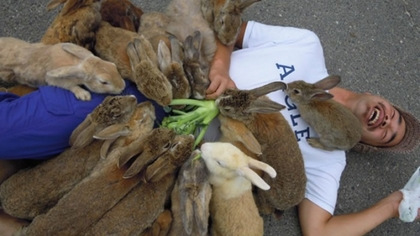 日本小岛堪称兔子天堂 游客带萝卜被包围 国际