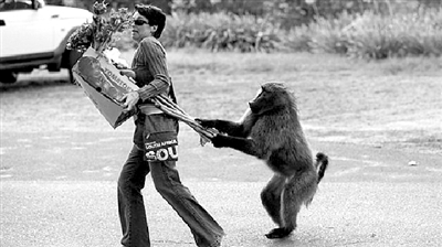 南非街头上演《猿族崛起》 大摇大摆进超市抢