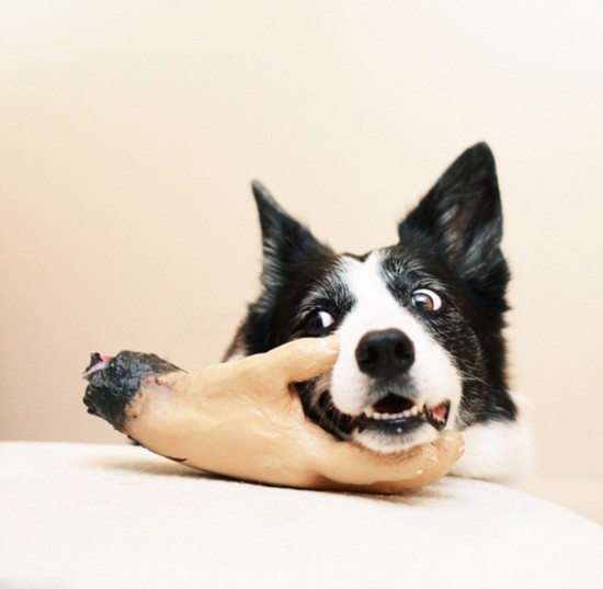 萌宠表情帝!日女摄影师抓拍爱犬暖心瞬间(组图)