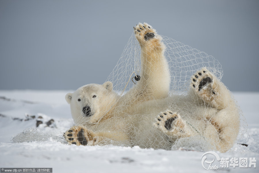 北极熊大战渔网满地打滚
