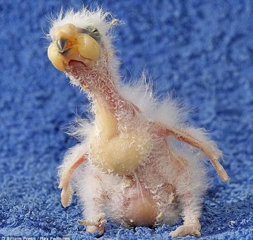 捷克出现世界最丑鹦鹉 出生时吓坏爹妈(组图)