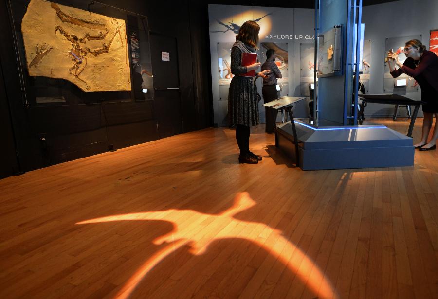 美国自然历史博物馆将举办大型翼龙展(组图)