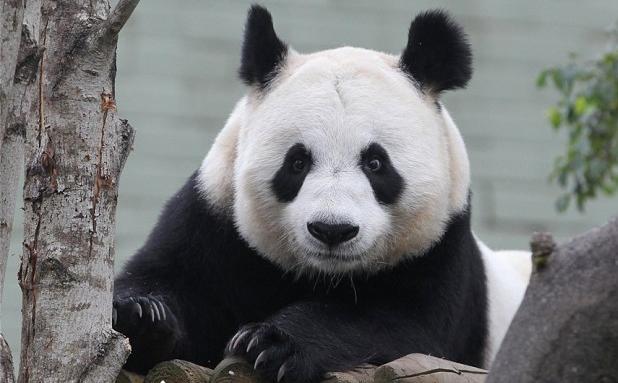 旅英大熊猫"甜甜"(资料图)