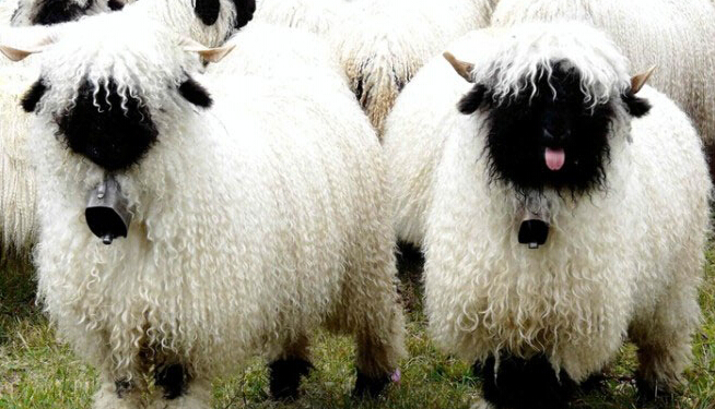 羊年瓦莱黑鼻羊走红 黑脸萌照惹人爱