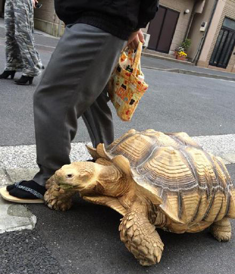 日本东京都的月岛商业街,一位老爷爷遛大乌龟