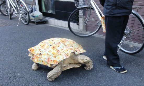 日本东京都老人在街头遛乌龟 网友:现实版龟仙