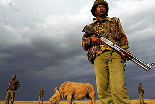 全球剩最后一头雄性白犀牛 全球十大灭绝物种