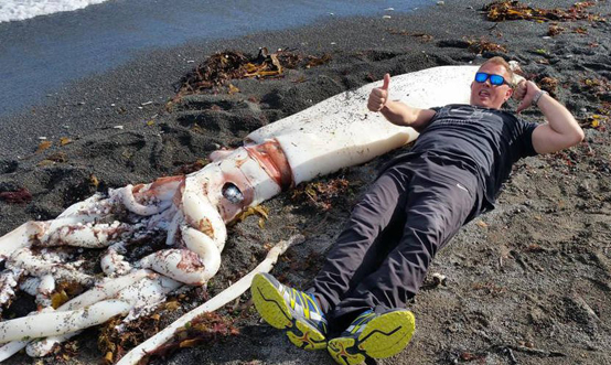 巨型鱿鱼现新西兰海滩 触手长5米眼睛直径19厘