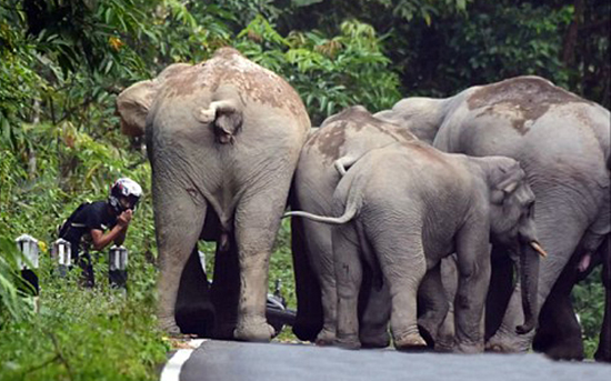  摩托 车手 遭大象围攻  象群愤怒无比摆出攻击姿