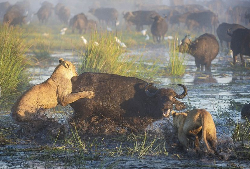 勇猛公牛为解救母牛和幼崽 成功反杀母狮