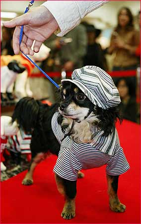 日本举行宠物时装表演 · 南方网