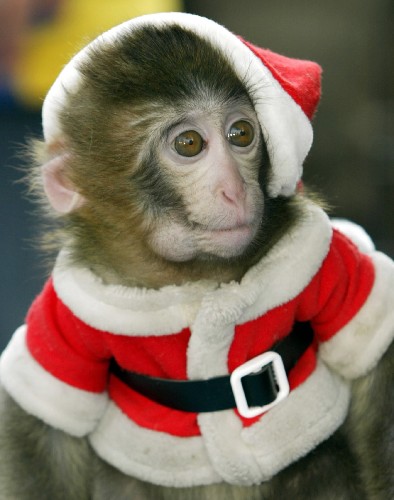 日本东京:有趣的圣诞小猴:国际新闻 · 南方网