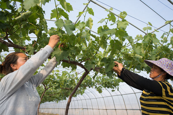 重磅!广东第一批省级现代农业产业园名单新鲜