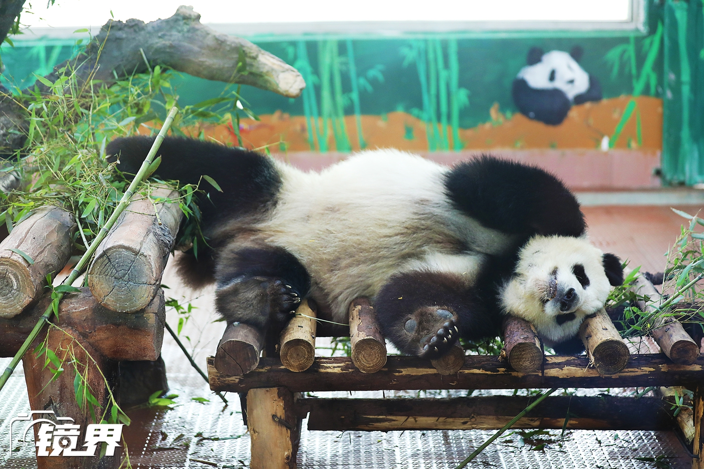 世界睡眠日看动物睡姿大比拼 猴子温情熊猫高难度