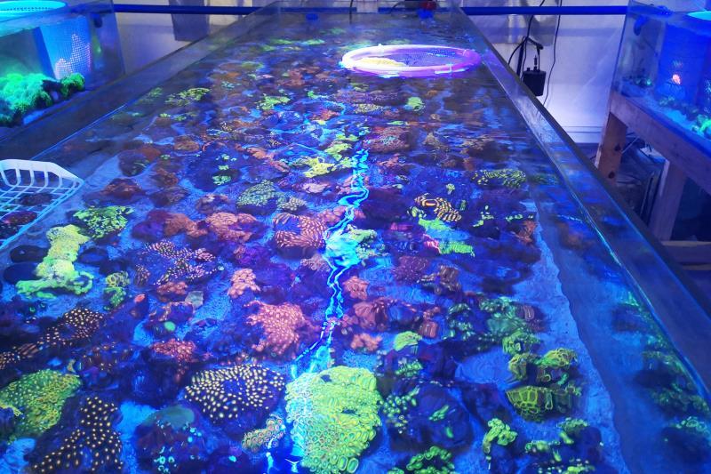 海珊瑚。