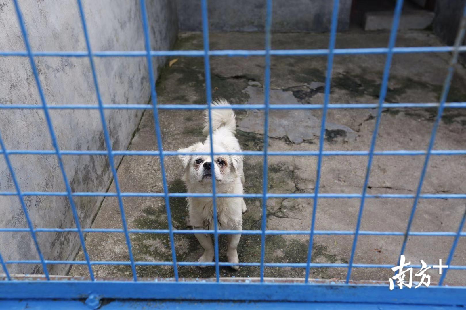 中国流浪犬无害化处理 9dc1f9178e5342eb92a619cb8d939ea0_batchwm.jpg