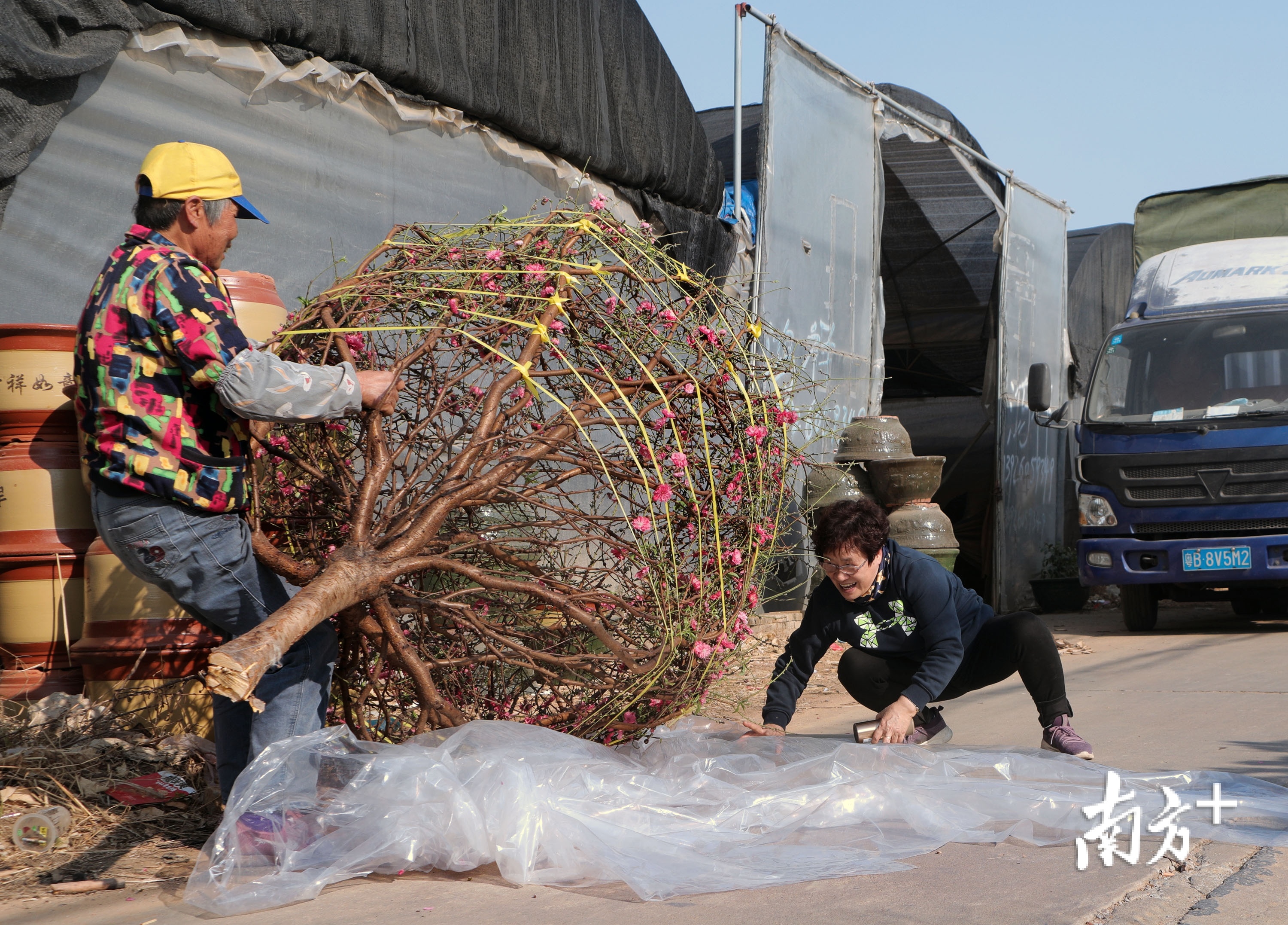 广州荔湾海北，华农正在打包一棵已经被客户预定了的桃花。