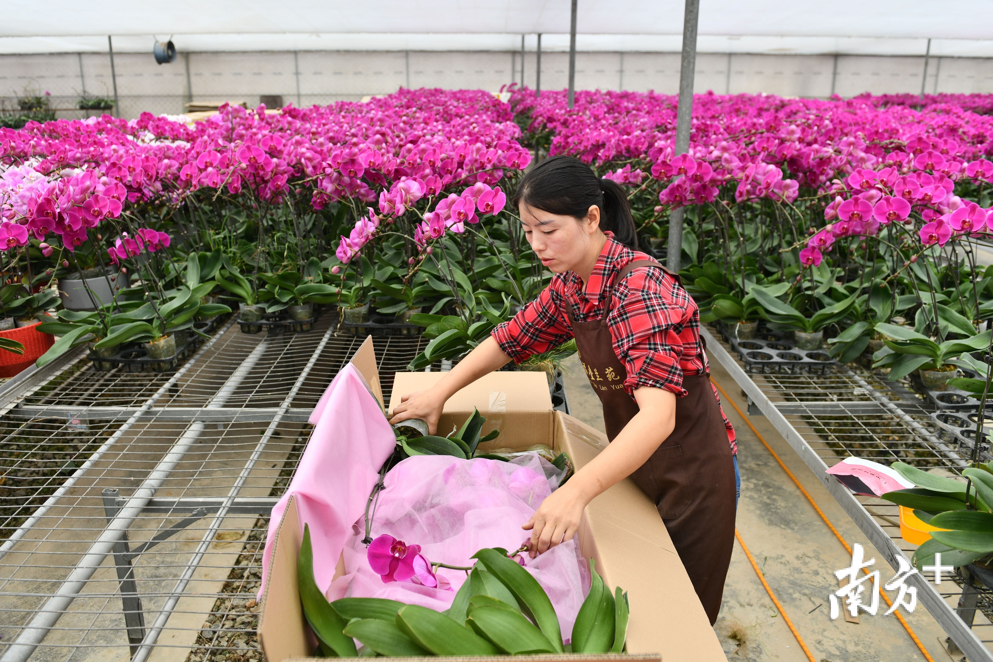 1月28日，陈村福叠兰苑的杨小红赶在出省货运停运之前，把两千多株蝴蝶兰打包装箱。