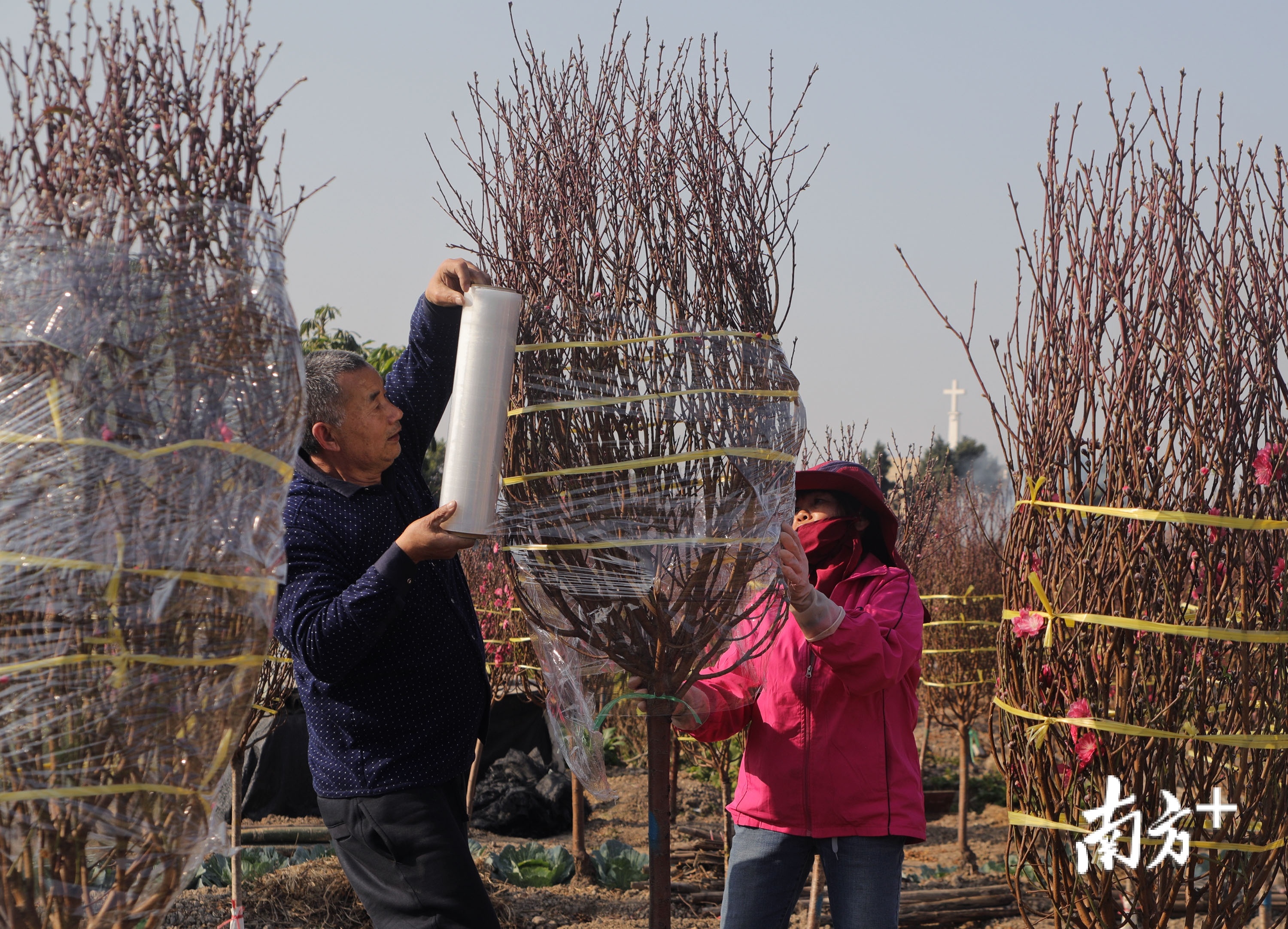 广州荔湾海北村，种了二十多年桃花的杜叔和老伴把老顾客订好的一大株桃花扛到路边准备装车。