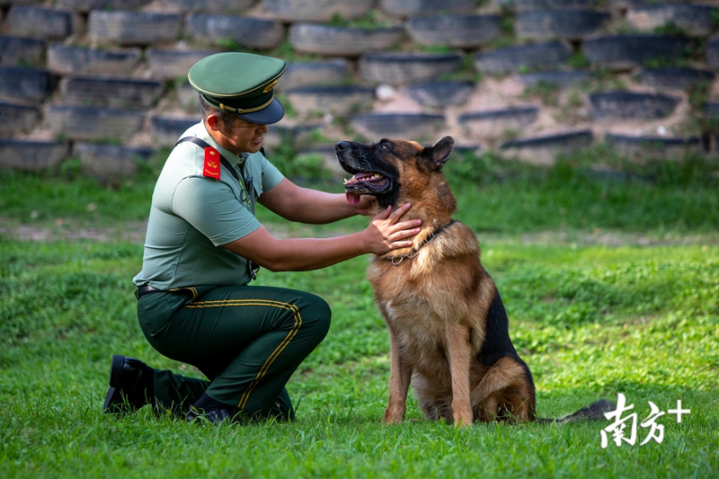 再见黑剑训犬员退役泪别军犬