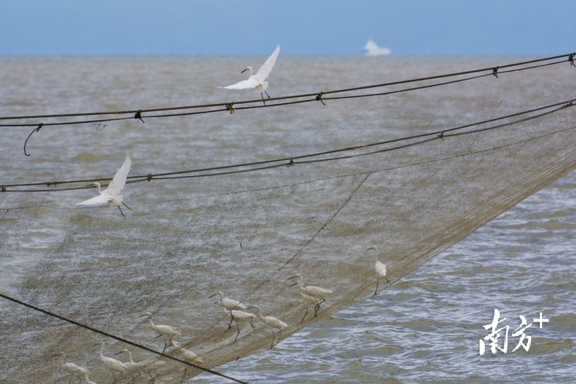 8月14日，珠海淇澳岛，海鸟在等待渔民收网。 Kerwin 摄