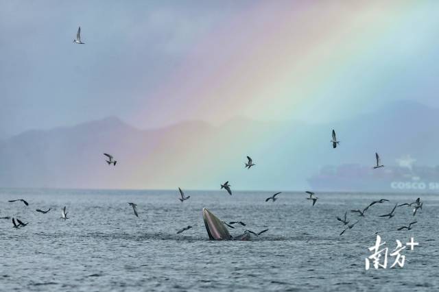 “鲸”喜不断！布氏鲸在深圳海面与海鸥“嬉戏”