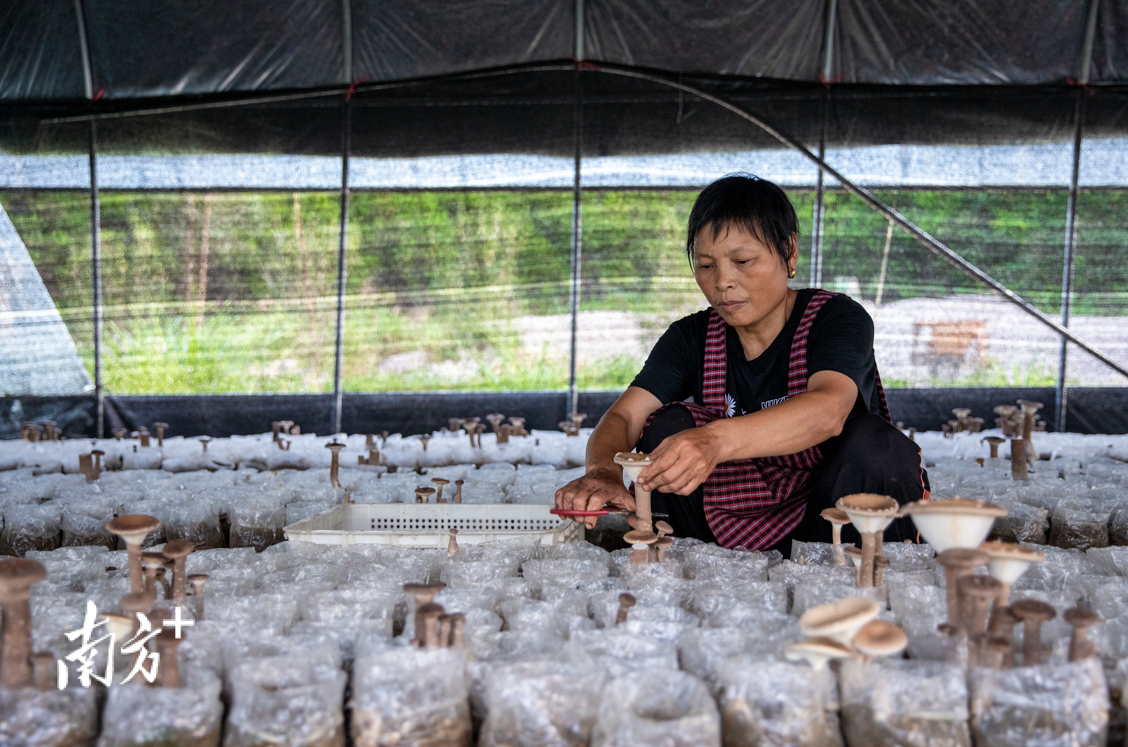 梅州市南方长寿生物科技有限公司的食用菌种植大棚，工人正在采摘食用菌。 