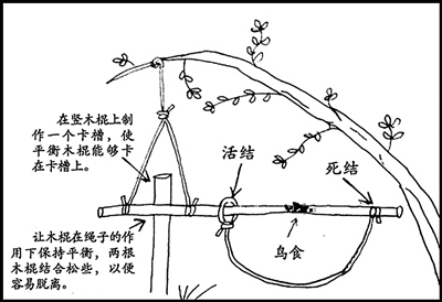 捕鸟陷阱