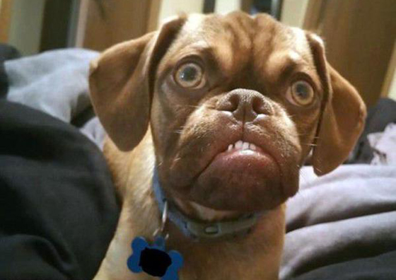 不爽狗爆红网络 网友:狗狗五官比光头强更萌