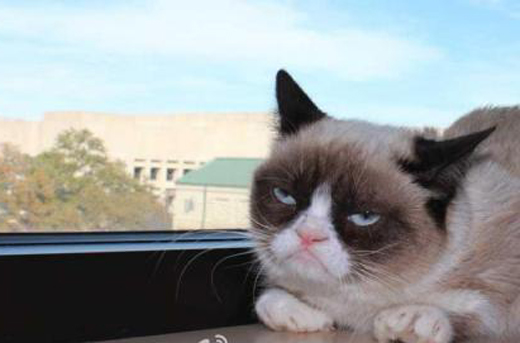 不爽狗爆红网络,它长得很阴沉,但对待主人和同类非常友好