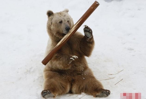 俄罗斯功夫熊走红挥舞棍棒这是要逆天啊