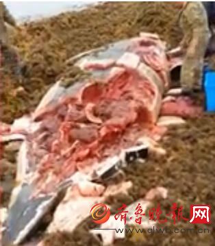 残忍!鲸鱼搁浅当场被活剐了吃 画面血腥令人不适(图)