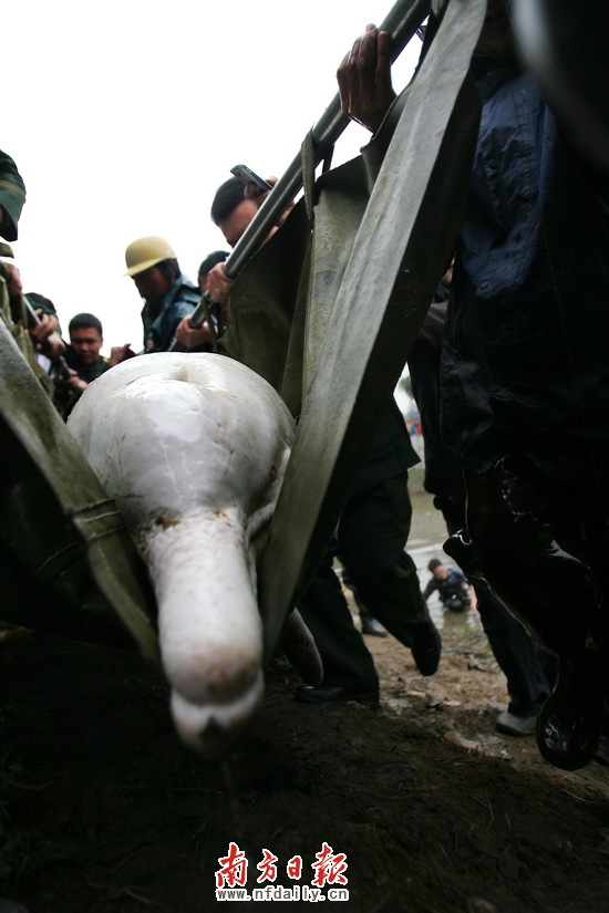 中華白海豚誤闖河涌獲救