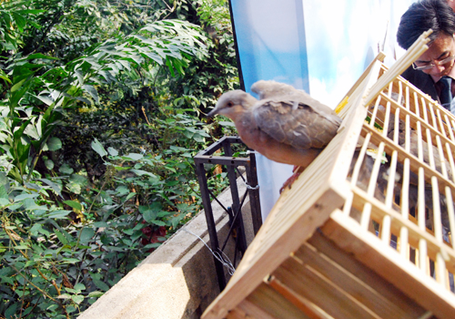 参加放生的嘉宾放飞笼中的鸟儿.