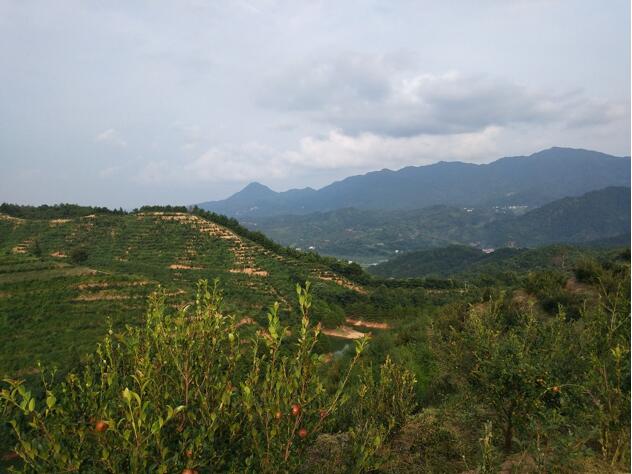 龍川縣黃石鎮長洲村有機油茶山