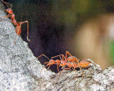 广东吴川个别地方现红火蚁 已采取措施控制危害