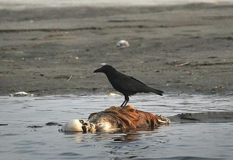 印度恒河浮尸100多具 尸体来源哪里?