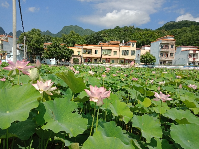 广东十大乡村旅游景区图片