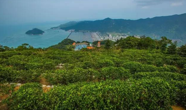 深澳镇后花园村